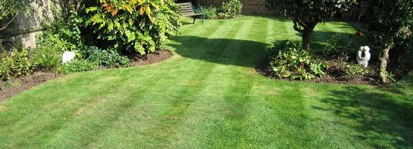 with the help of our drip irrigation specialists this lawn is greener