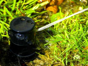 Newly installed Rain Bird pop-up sprinkler head 